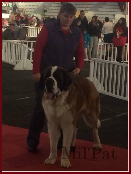Just-malou De La Montagne Aux Mil'pat - CACS -CACIB et Meilleur de race