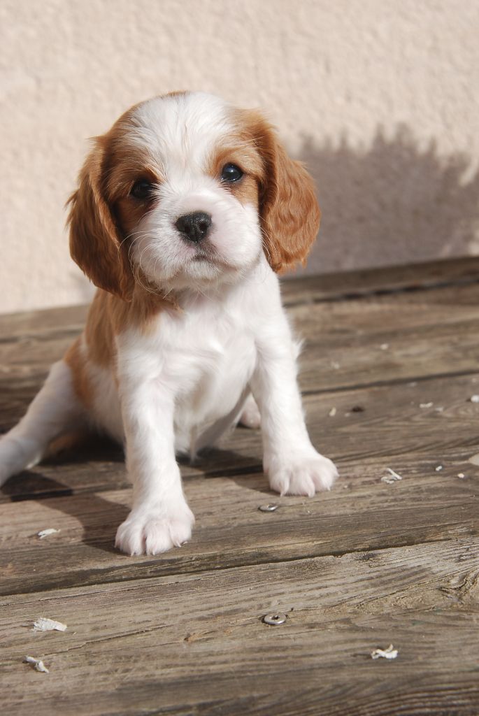 Chiot Cavalier King Charles Spaniel, femelle disponible en