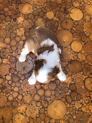 Les chiots de Cavalier King Charles Spaniel