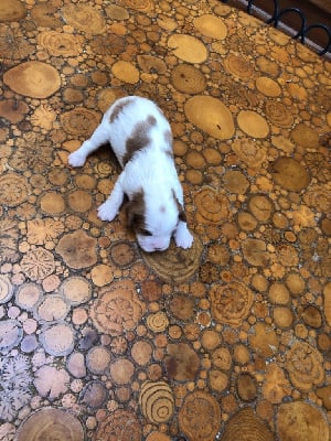 Les chiots de Cavalier King Charles Spaniel