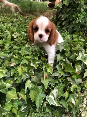 Les chiots de Cavalier King Charles Spaniel