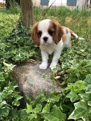 Les chiots de Cavalier King Charles Spaniel