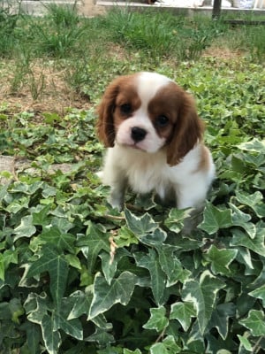 Les chiots de Cavalier King Charles Spaniel