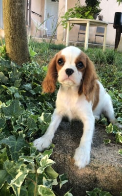 Les chiots de Cavalier King Charles Spaniel