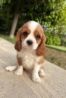Les chiots de Cavalier King Charles Spaniel