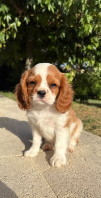 Les chiots de Cavalier King Charles Spaniel