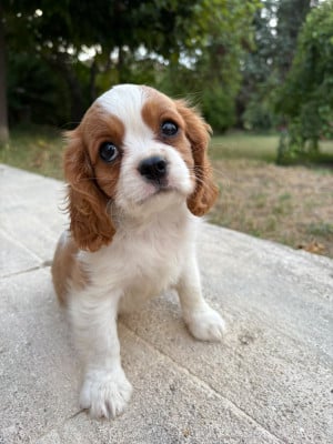 Les chiots de Cavalier King Charles Spaniel