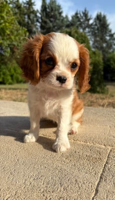 Les chiots de Cavalier King Charles Spaniel