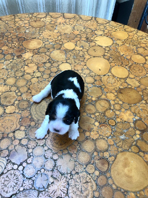 Les chiots de Cavalier King Charles Spaniel