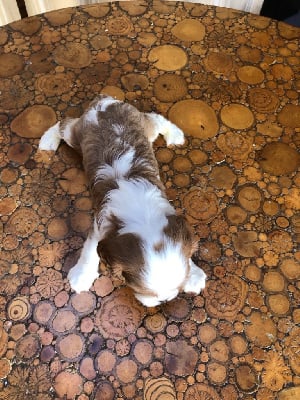 Les chiots de Cavalier King Charles Spaniel