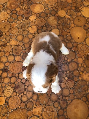 Les chiots de Cavalier King Charles Spaniel