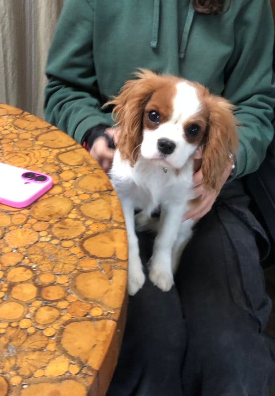 Cavalier King Charles Spaniel - Du Relais D'Issanka