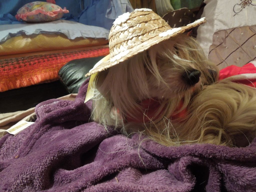 Jaymee lee Du Domaine Forever Young