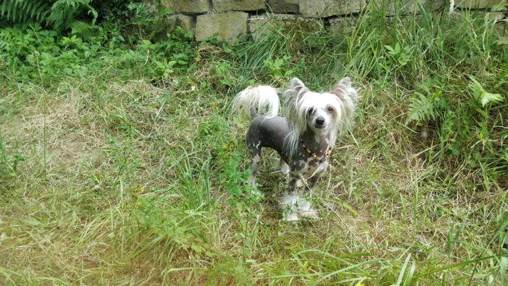 Jaymee lee Du Domaine Forever Young