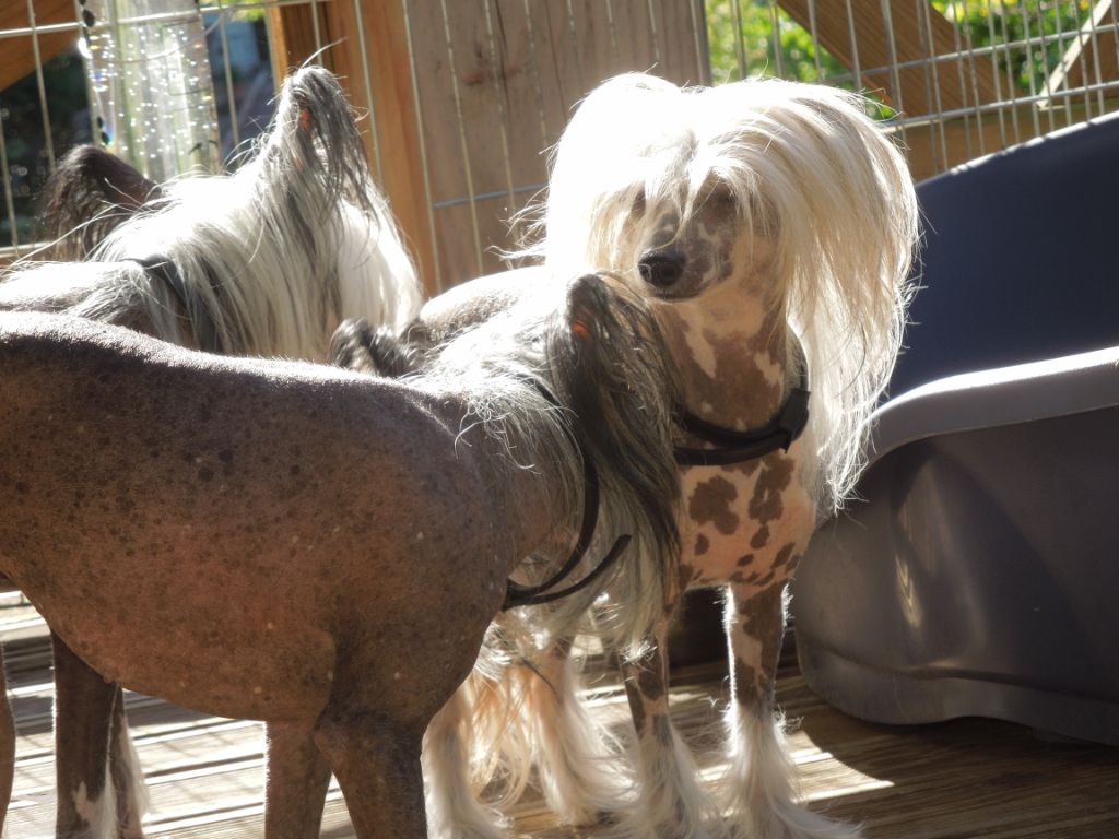 Jaymee lee Du Domaine Forever Young