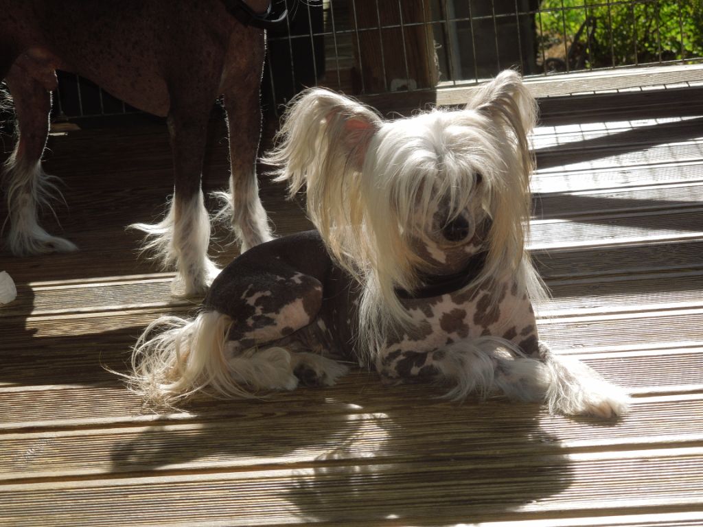 Jaymee lee Du Domaine Forever Young