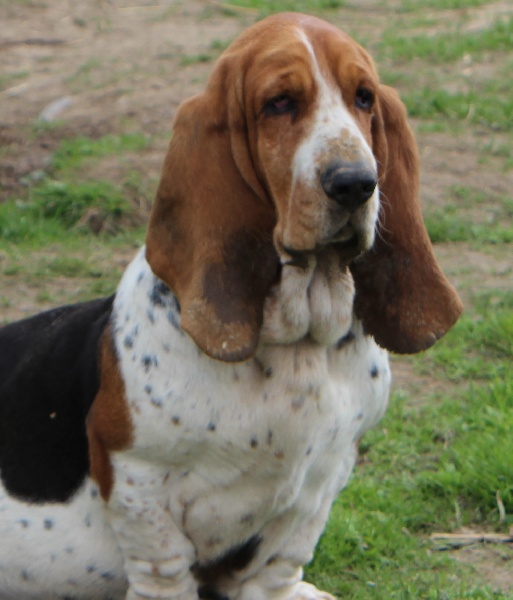 Publication : De La Flamme Sacrée D'Hestia