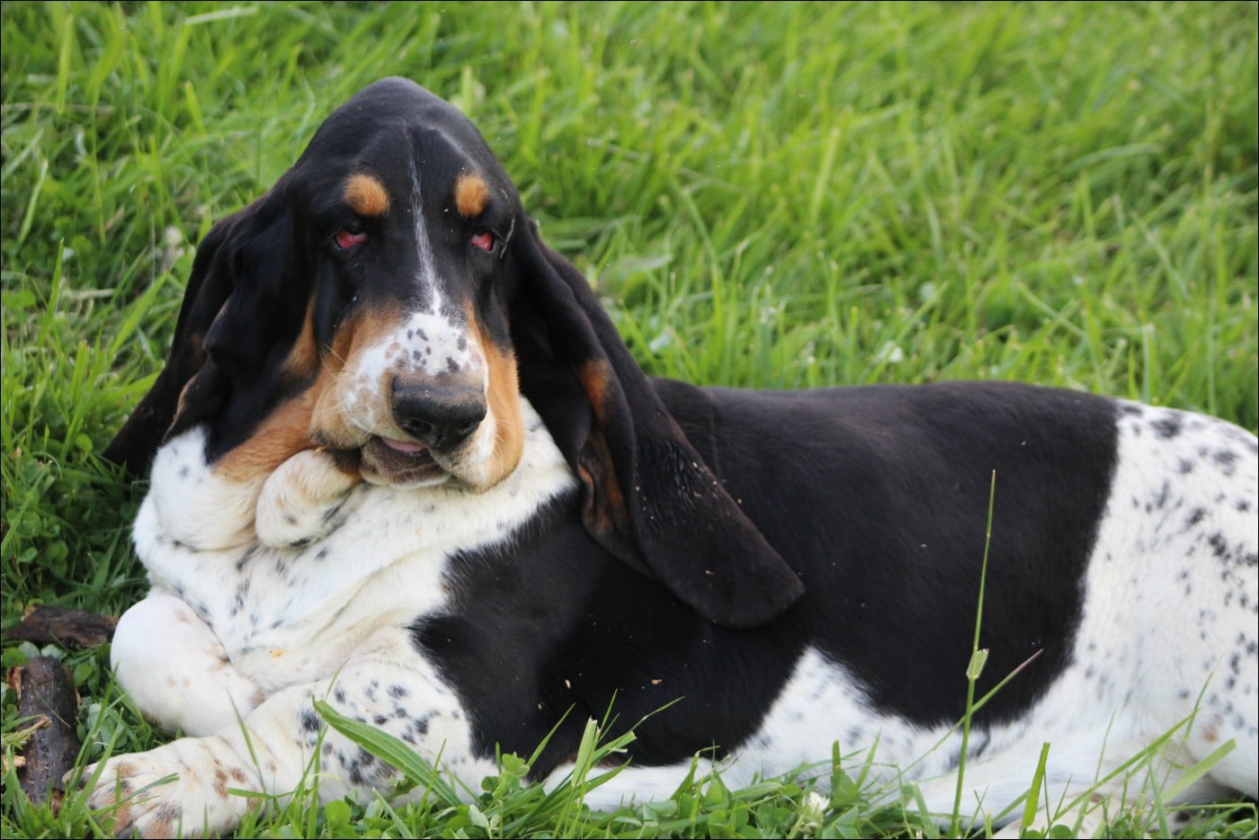 Arès du domaine de kérouant