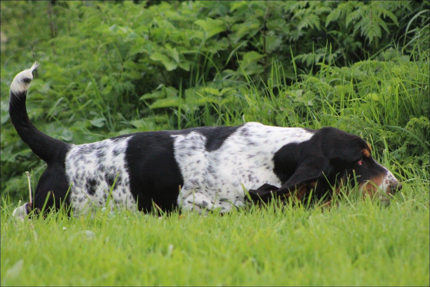 Arès du domaine de kérouant