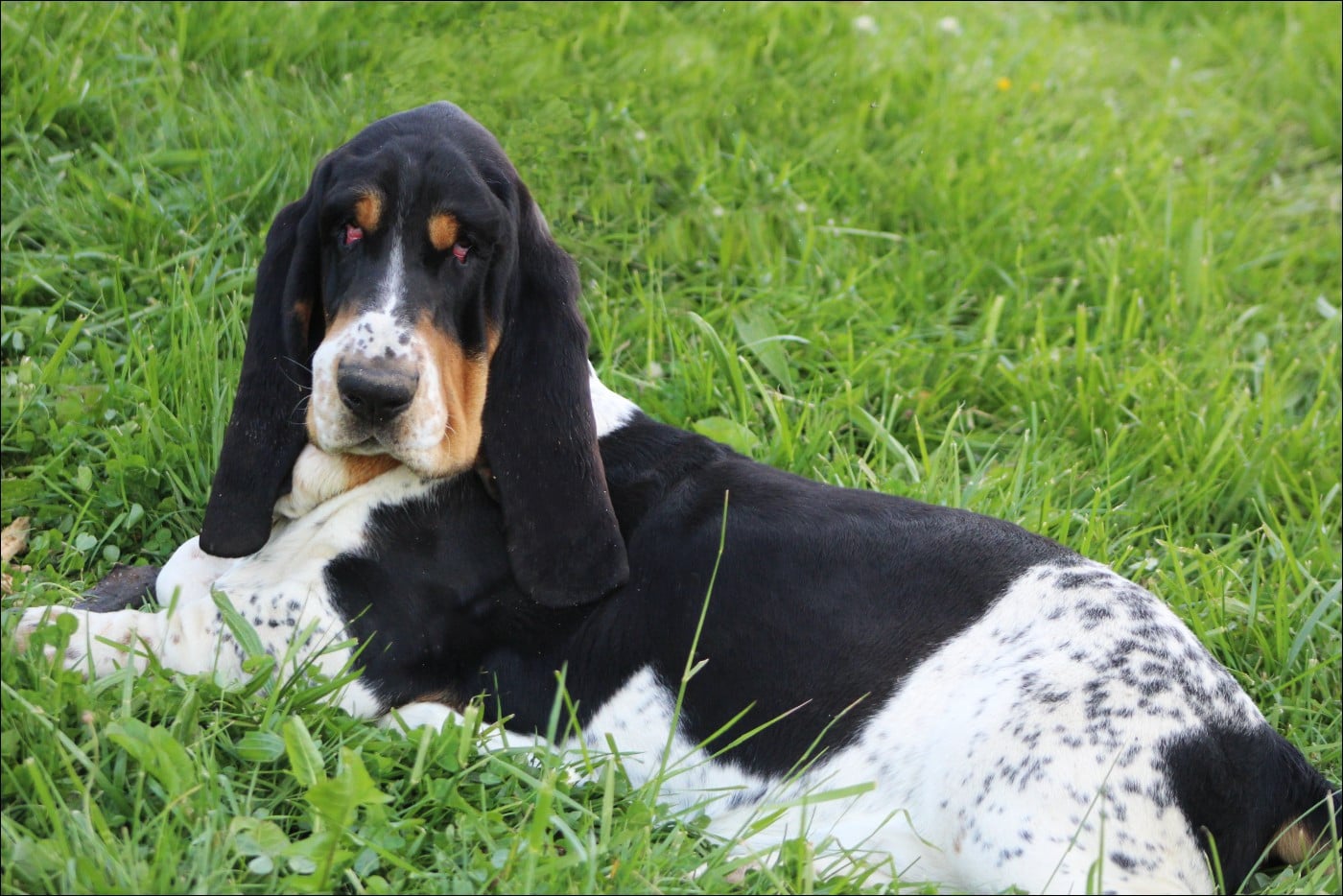 Arès du domaine de kérouant