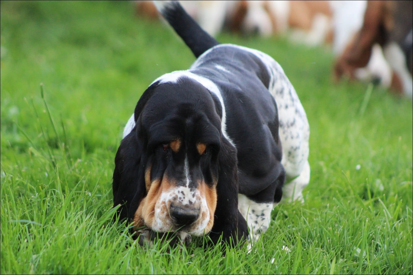 Arès du domaine de kérouant