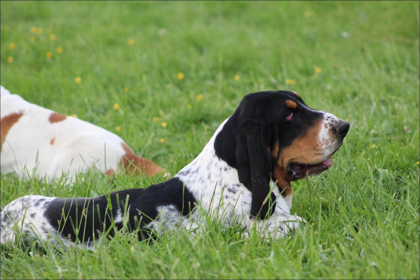 Arès du domaine de kérouant
