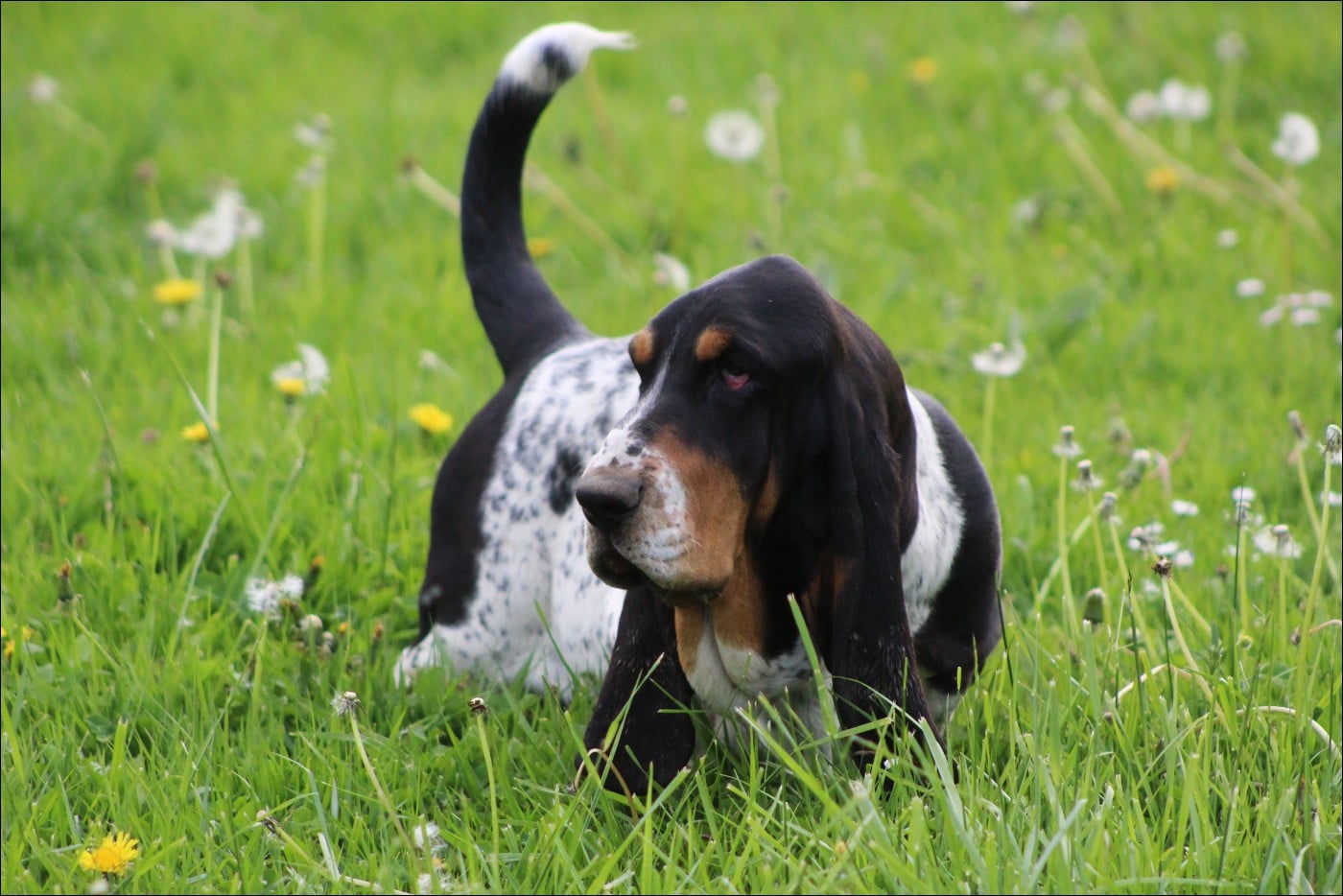 Arès du domaine de kérouant