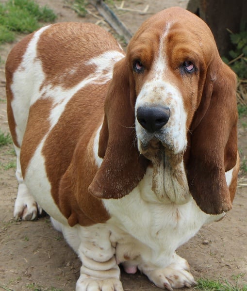 Publication : De La Flamme Sacrée D'Hestia