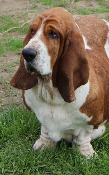 Publication : De La Flamme Sacrée D'Hestia