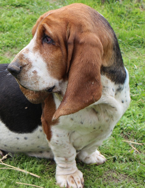 Publication : De La Flamme Sacrée D'Hestia