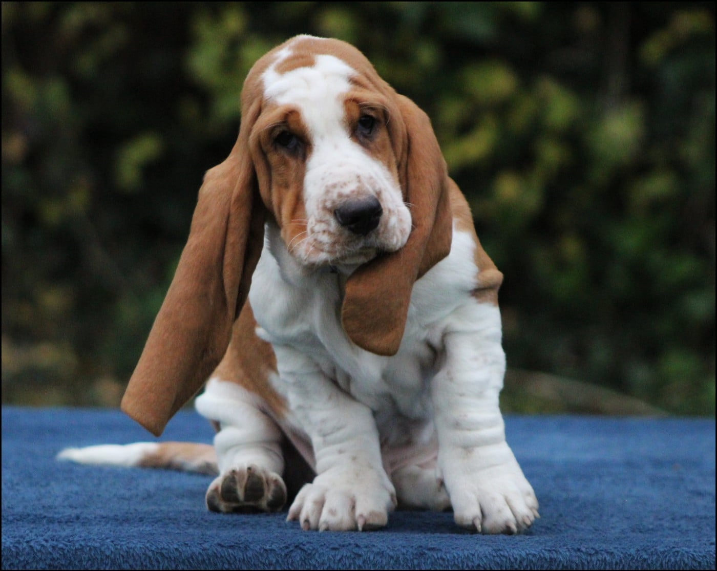 Basset Hound - De La Flamme Sacrée D'Hestia