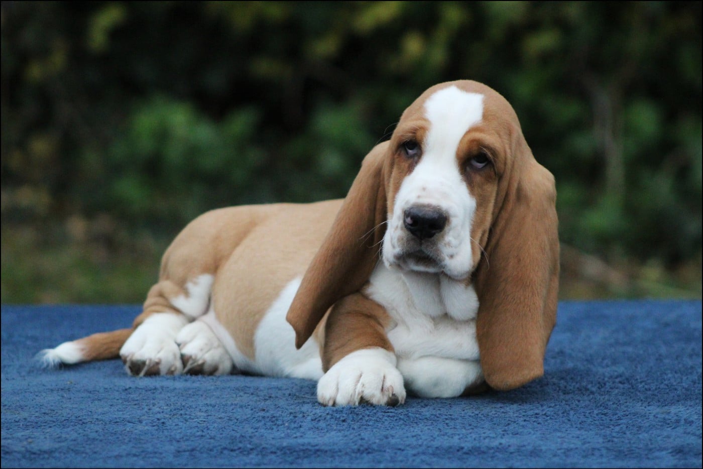 Basset Hound - De La Flamme Sacrée D'Hestia