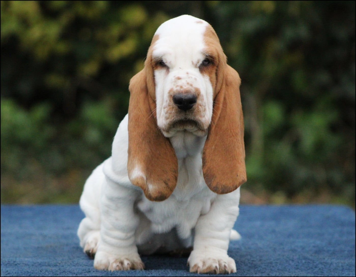 Basset Hound - De La Flamme Sacrée D'Hestia