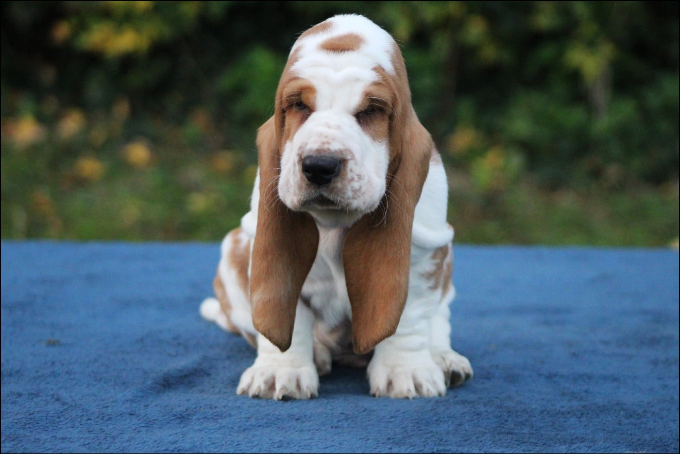 Basset Hound - De La Flamme Sacrée D'Hestia