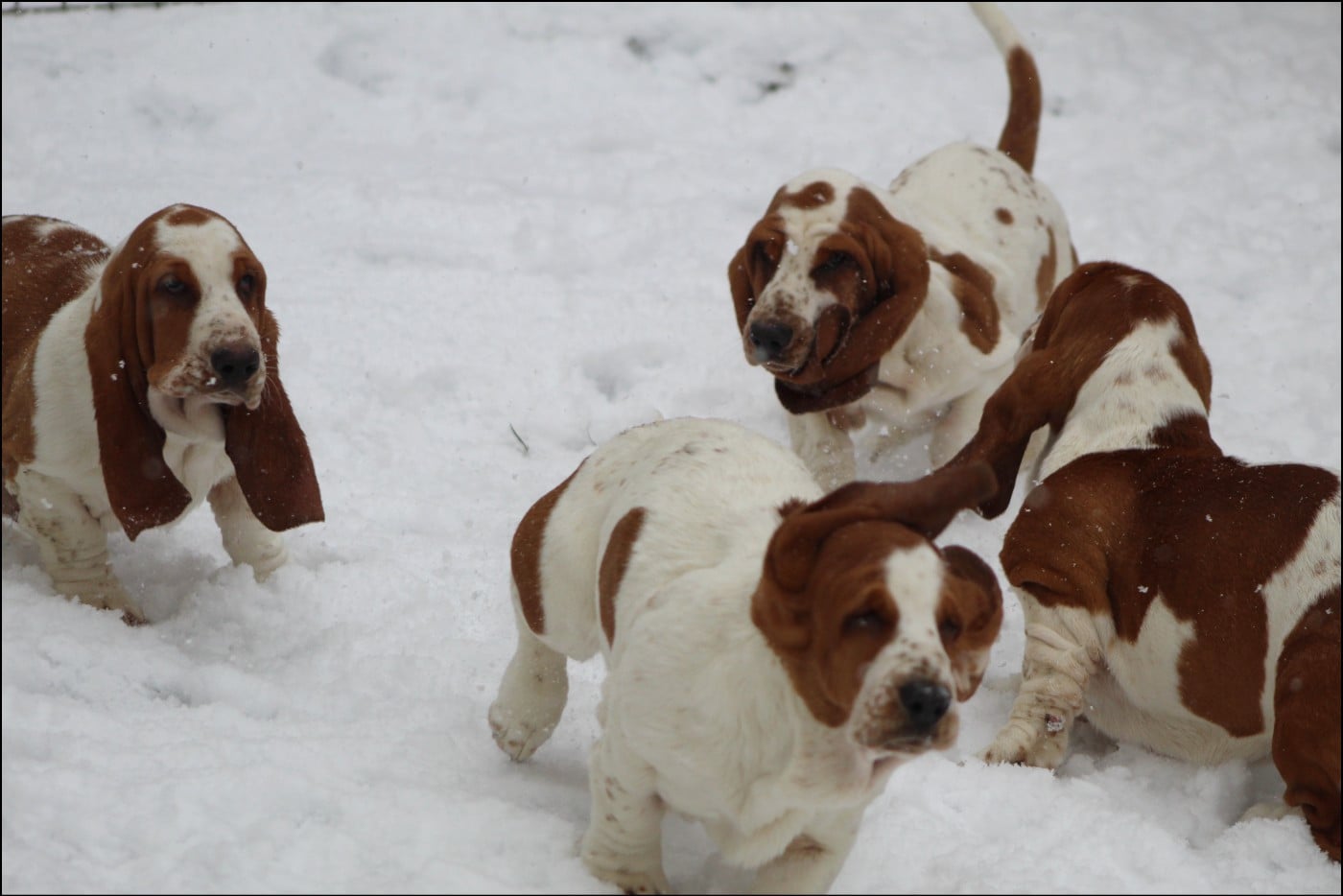 Basset Hound - De La Flamme Sacrée D'Hestia