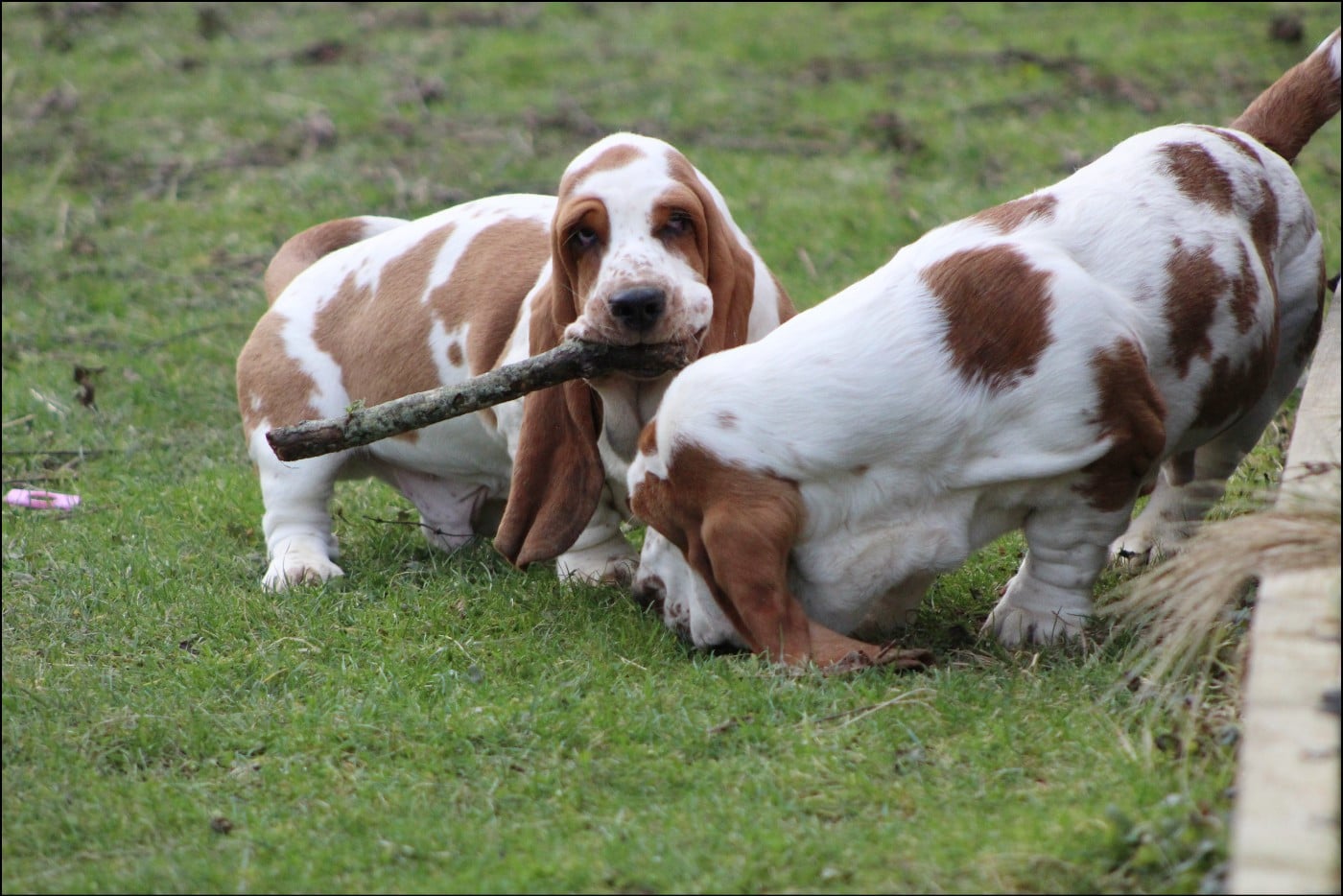 Basset Hound - De La Flamme Sacrée D'Hestia