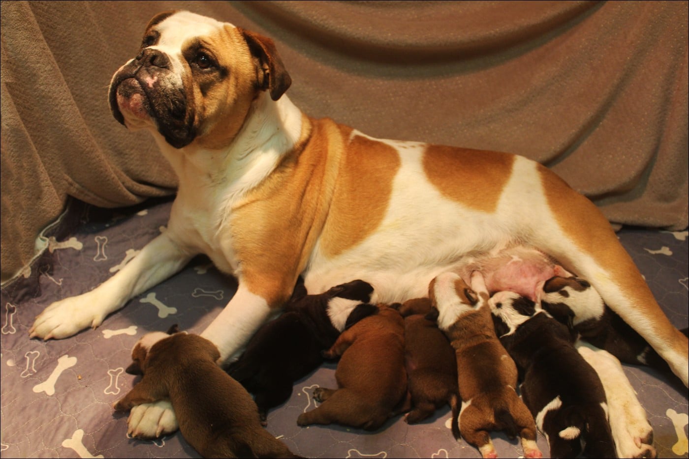 Bulldog continental - De La Flamme Sacrée D'Hestia