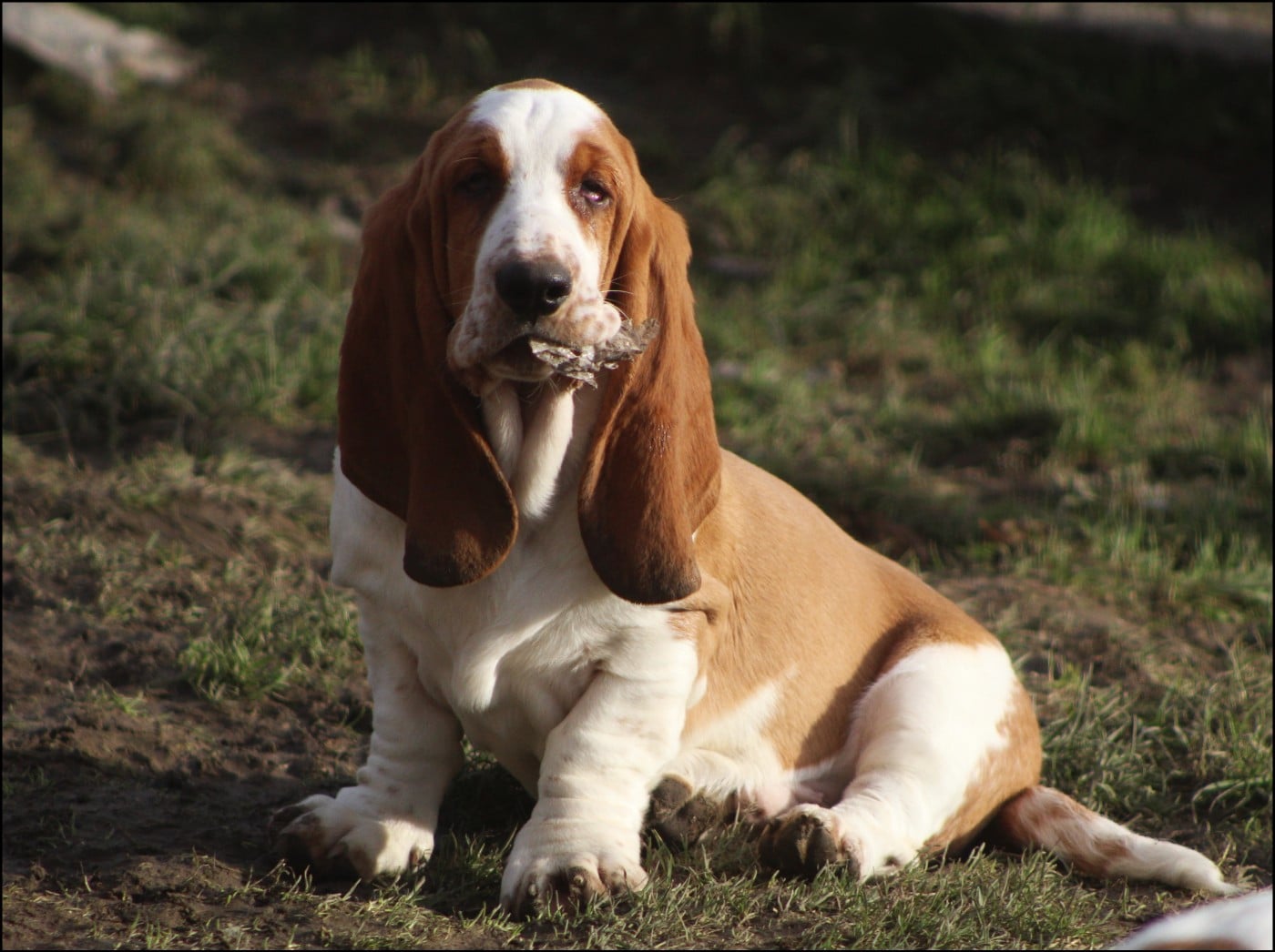 Basset Hound - De La Flamme Sacrée D'Hestia