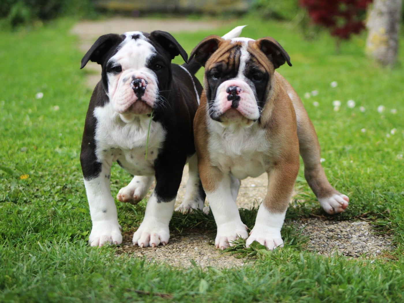 Bulldog continental - De La Flamme Sacrée D'Hestia