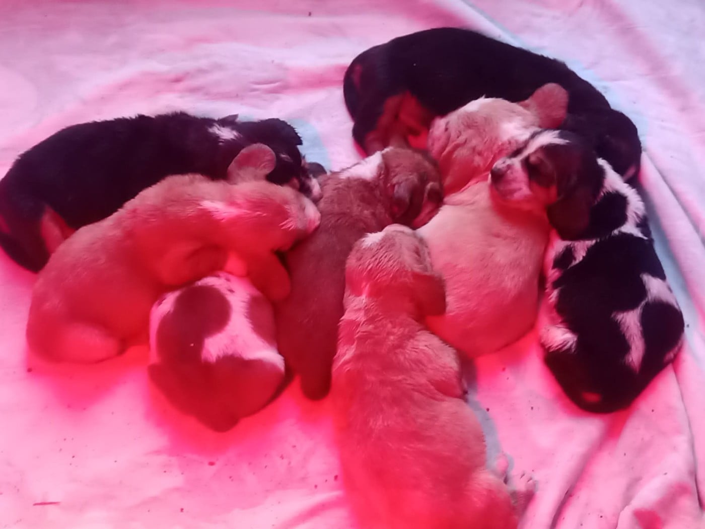 Basset Hound - De La Flamme Sacrée D'Hestia