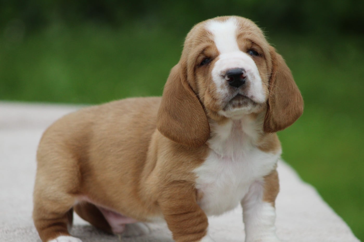 Basset Hound - De La Flamme Sacrée D'Hestia