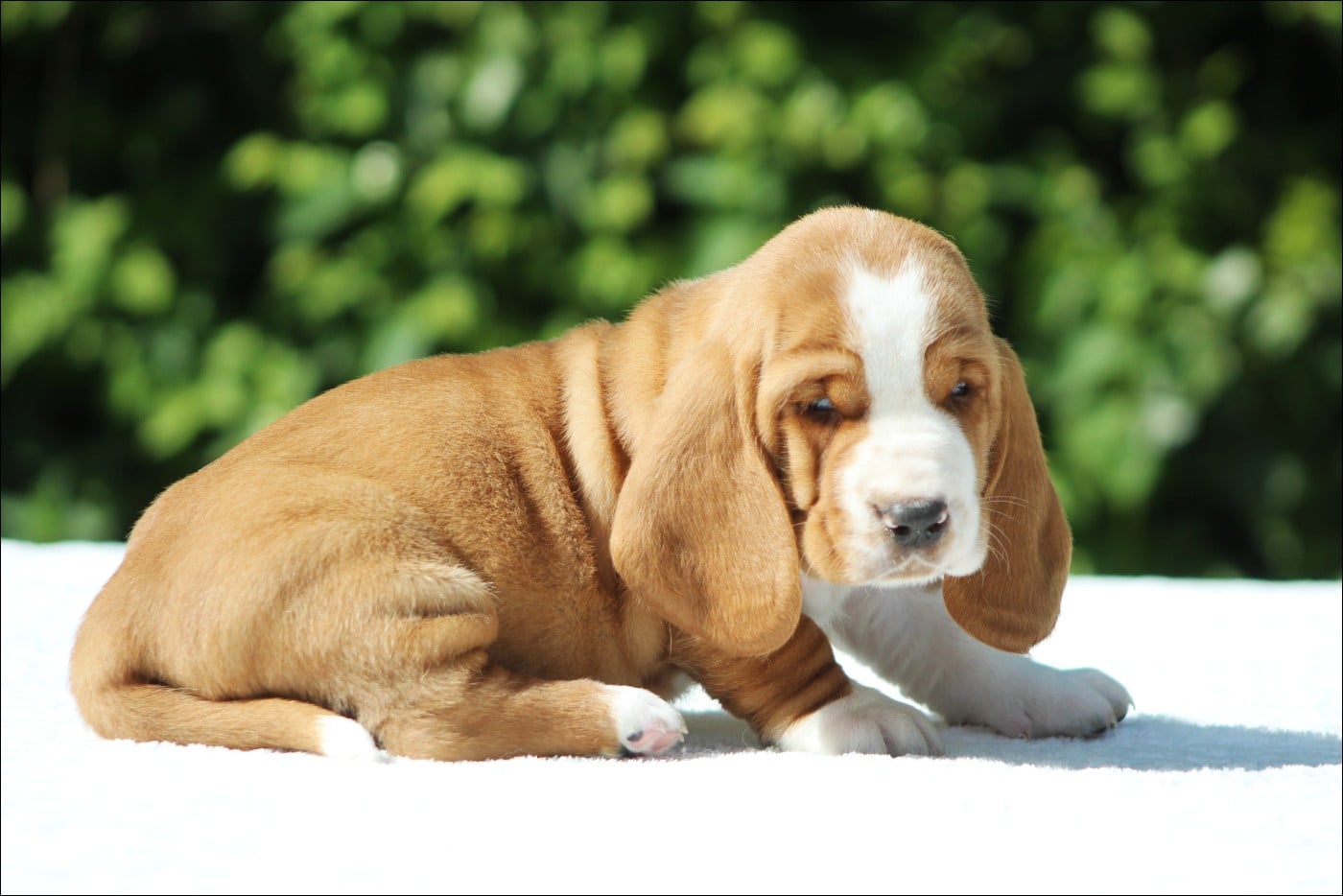 Basset Hound - De La Flamme Sacrée D'Hestia