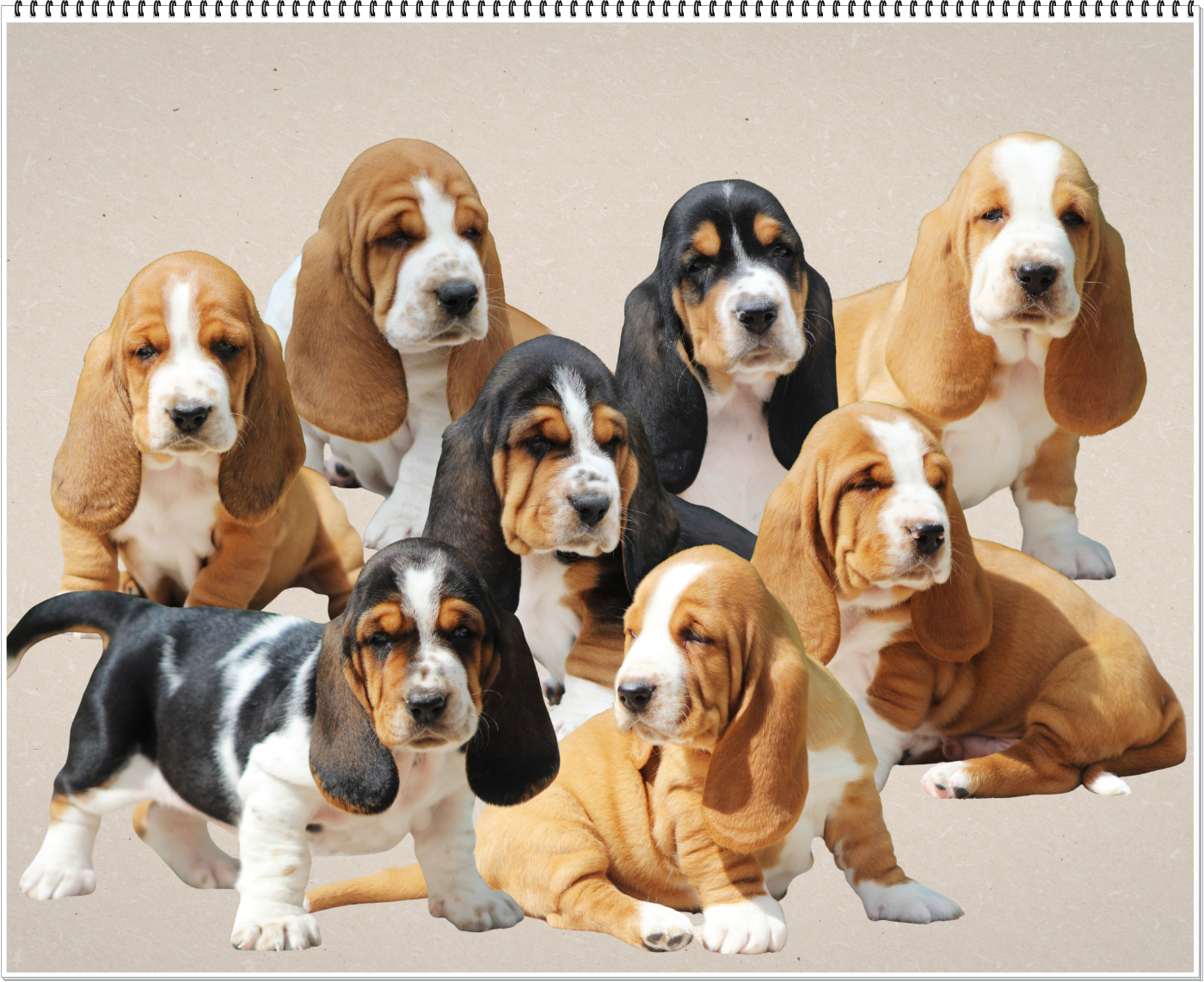 Basset Hound - De La Flamme Sacrée D'Hestia