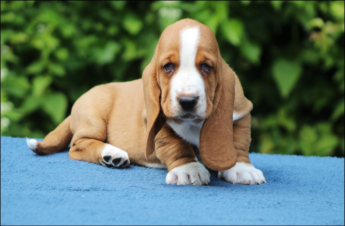 Chiot N°5