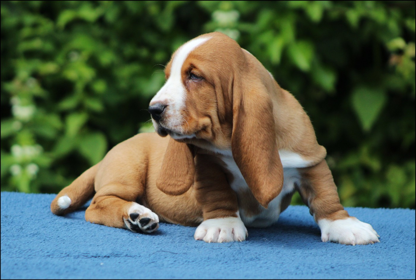 Chiot N°5