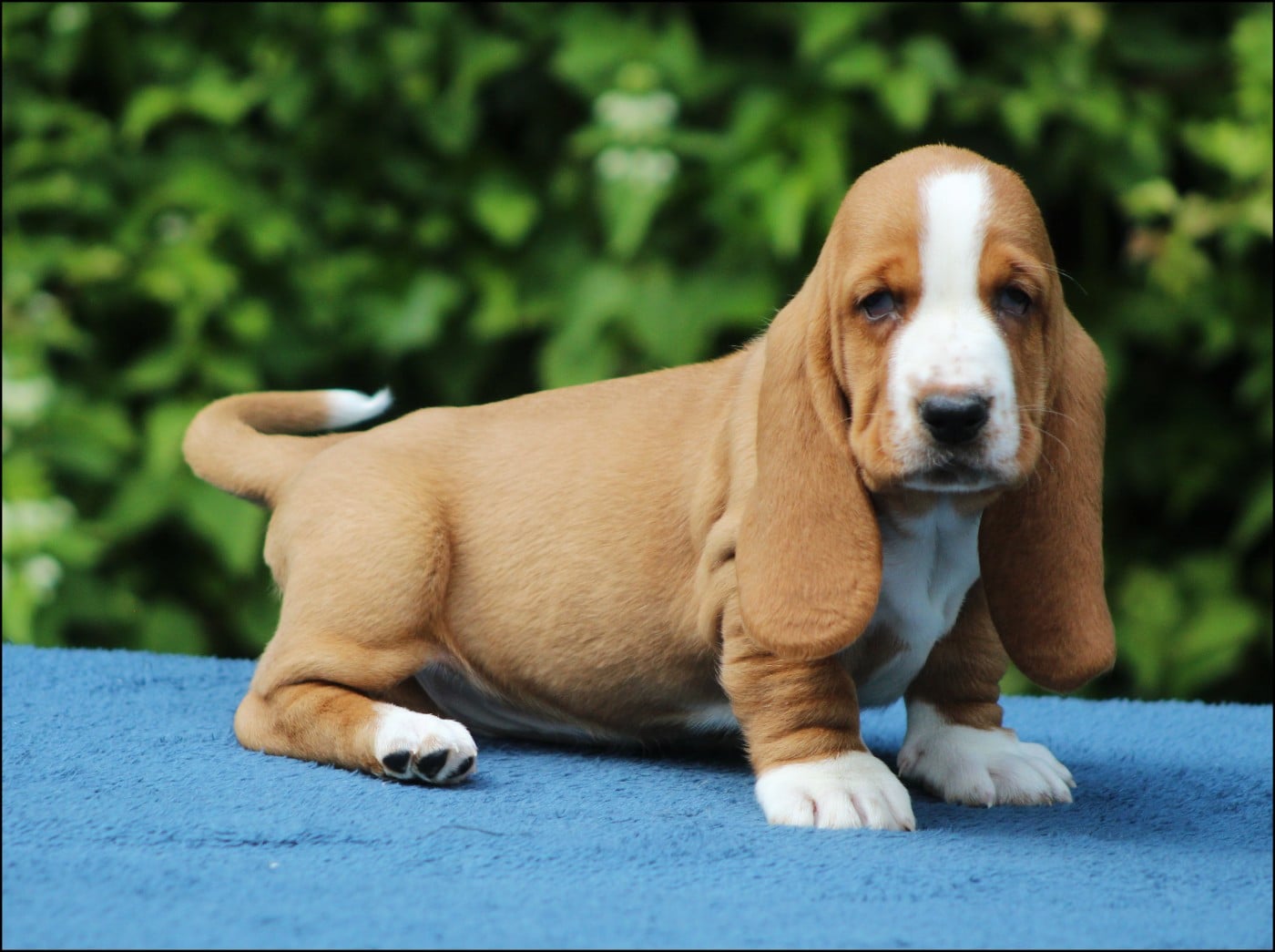 Chiot N°5