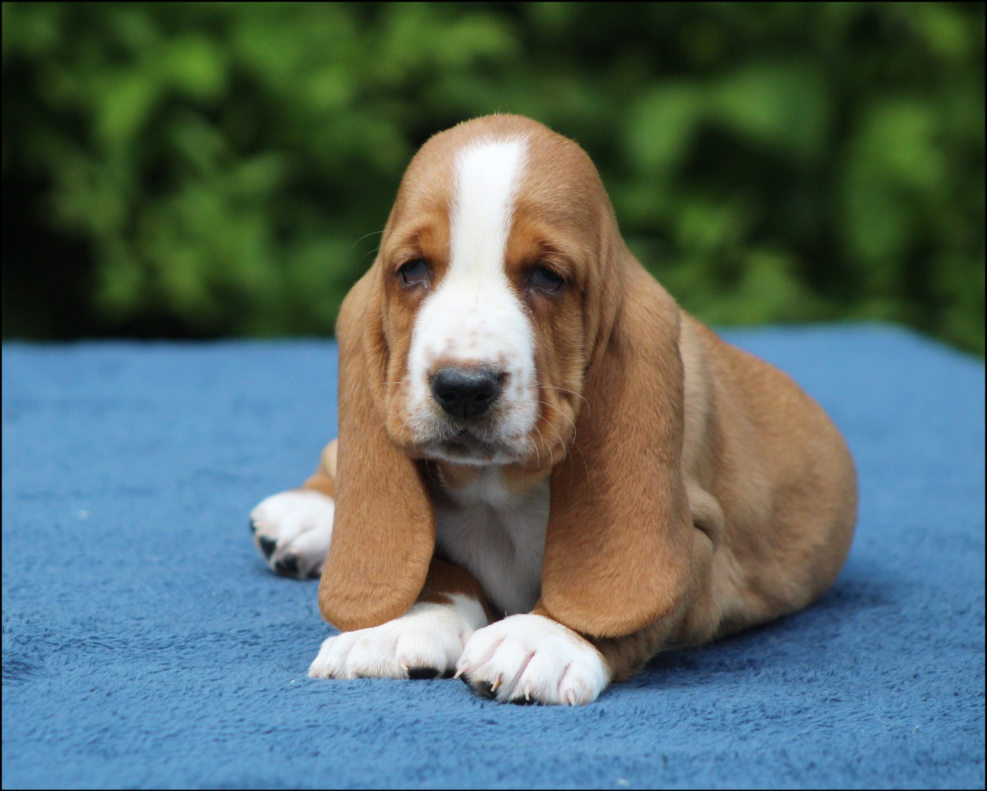 Chiot N°5