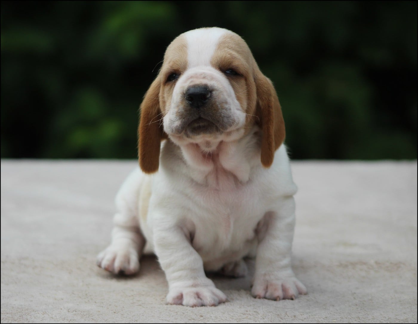 CHIOT 4