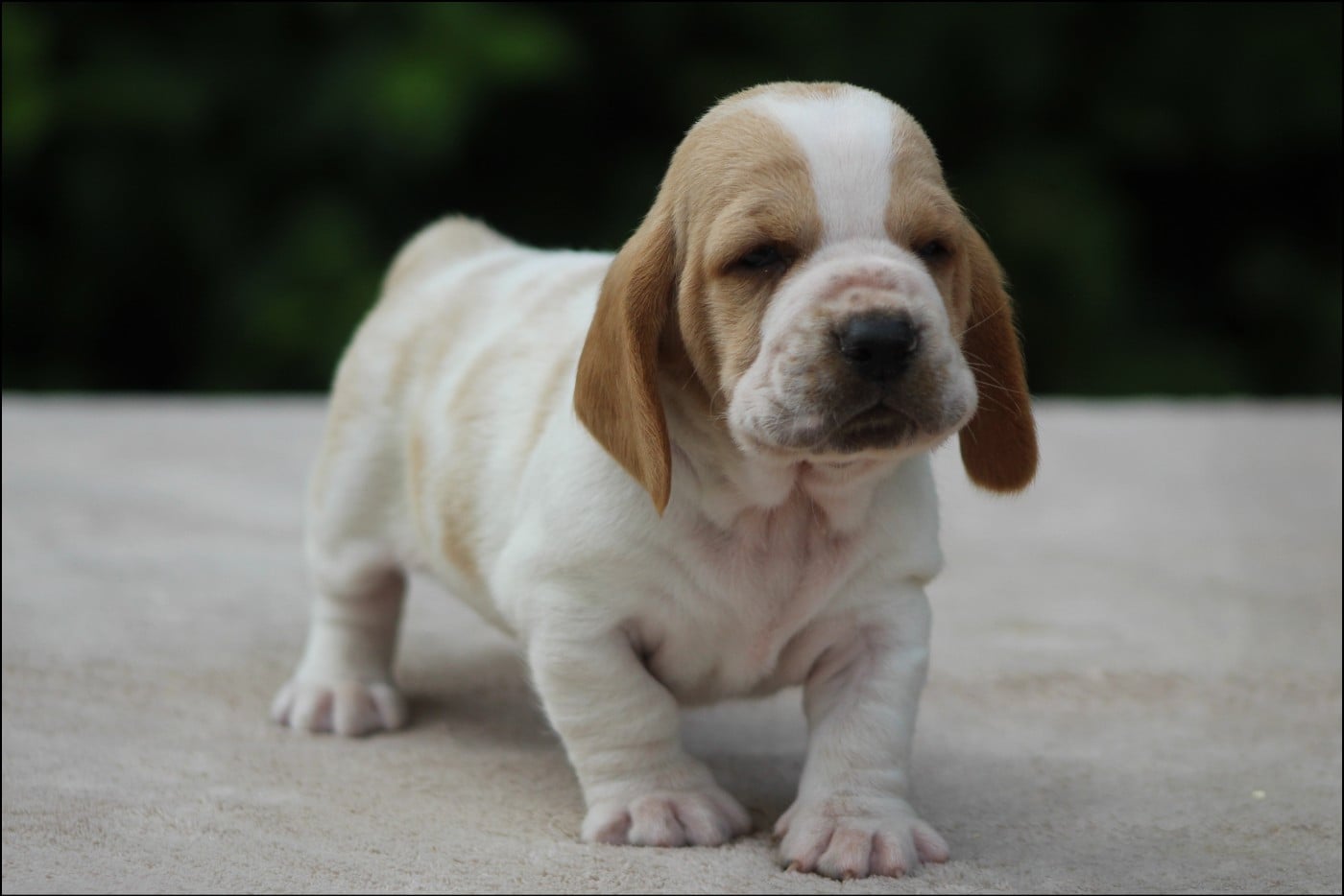 CHIOT 4