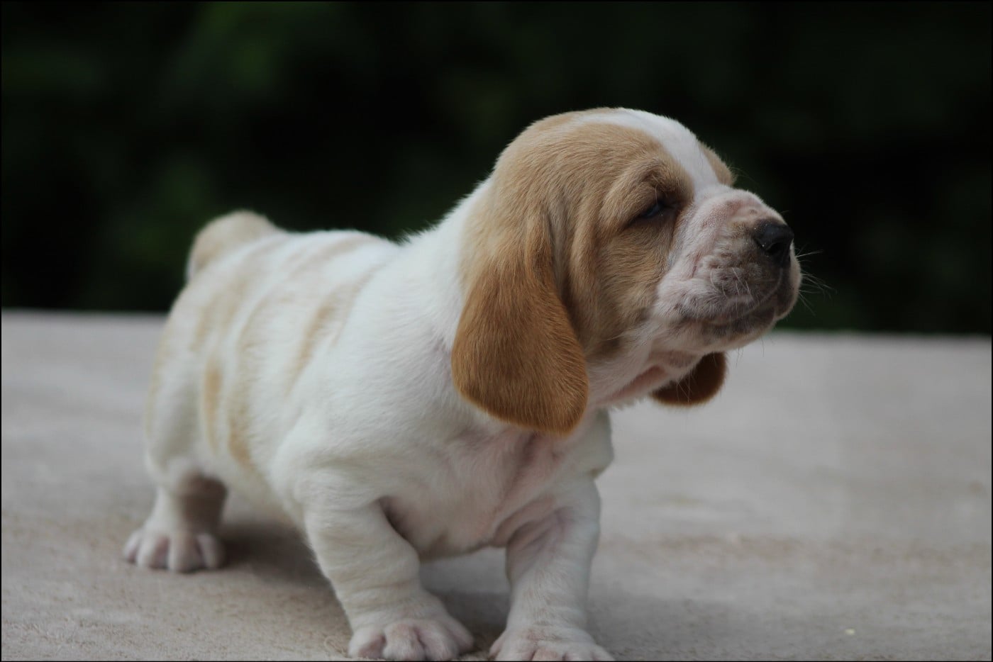 CHIOT 4